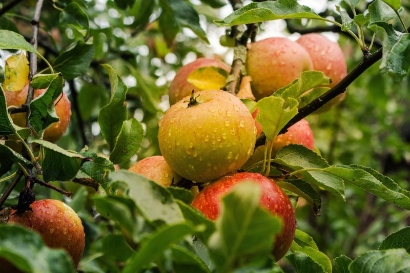 An apple a day keeps the doctor away. Apples are a rich source of quercetin. An apple a day keeps the doctor away. Apples are a rich source of quercetin.