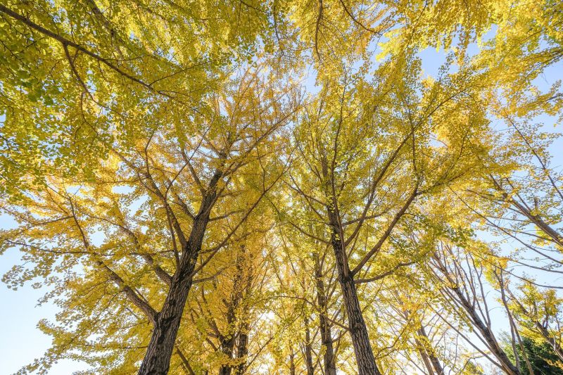 As the last remaining species of the order Ginkgoales, which dates back 290 million years, the gingko biloba tree is a living fossil. As the last remaining species of the order Ginkgoales, which dates back 290 million years, the gingko biloba tree is a living fossil.