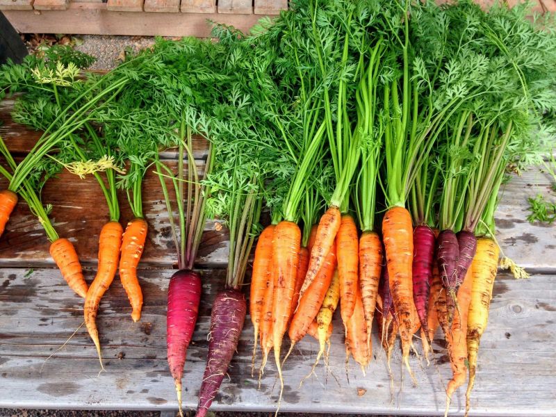 As a pigment, beta-carotene is responsible for giving carrots and many other fruits and vegetables their distinct color. As a pigment, beta-carotene is responsible for giving carrots and many other fruits and vegetables their distinct color.