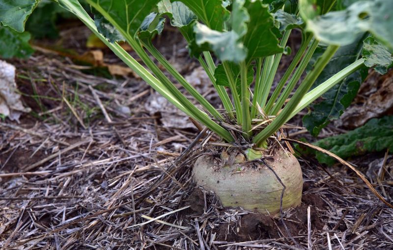 Betaine was first discovered in sugar beets in the nineteenth century. Betaine was first discovered in sugar beets in the nineteenth century.