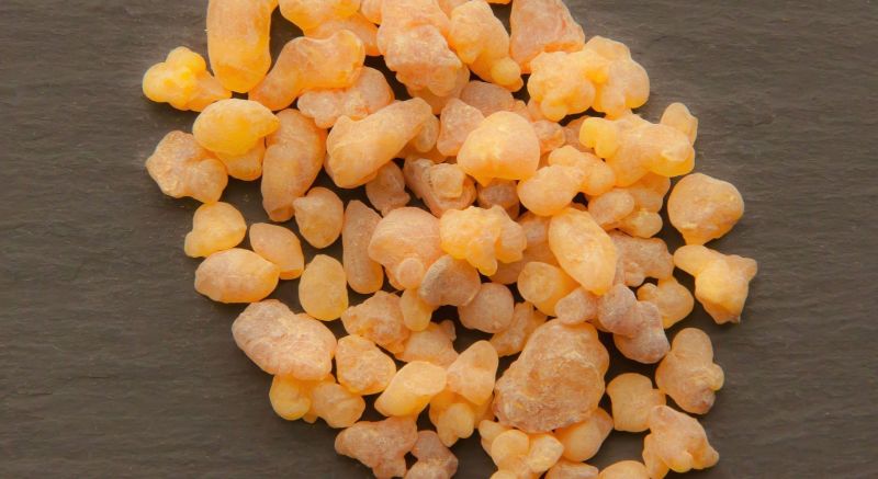 Boswellia serrata is closely related to Boswellia sacra, the tree from which we harvest frankincense. Boswellia serrata is closely related to Boswellia sacra, the tree from which we harvest frankincense.