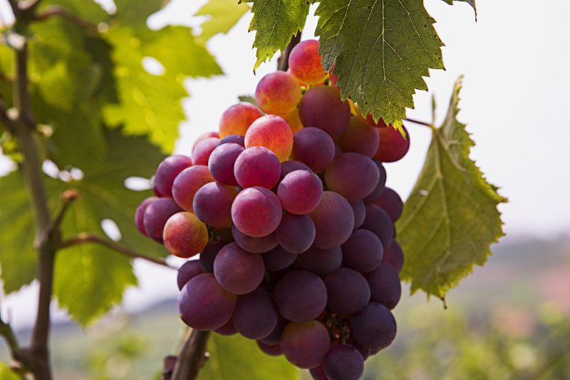 Despite their nutritional content, we habitually discard grape seeds, or often simply buy seedless grapes to begin with. Despite their nutritional content, we habitually discard grape seeds, or often simply buy seedless grapes to begin with.