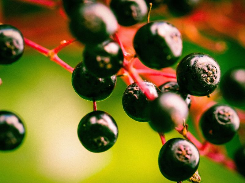 Elderberries rank among the berries that are most densely packed with antioxidants and other nutrients.