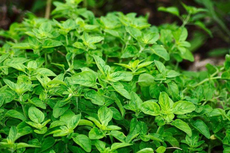 Gram per gram, fresh oregano is richer in antioxidants than most fruits and vegetables.