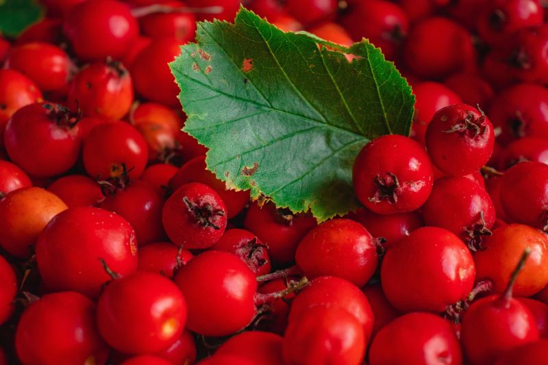 Hawthorn berries are densely packed with antioxidants, which are thought to be especially beneficial for cardiovascular health. Hawthorn berries are densely packed with antioxidants, which are thought to be especially beneficial for cardiovascular health.