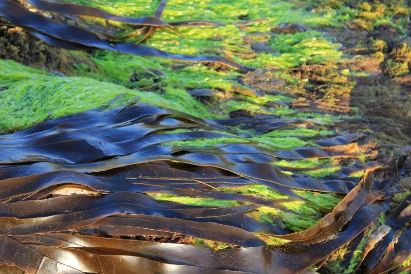 Kelp is a particularly rich source of iodine, and is often formulated as a supplement for this purpose.