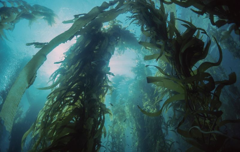 Kelp is often harvested from vast kelp forests that are cultivated especially for this purpose.