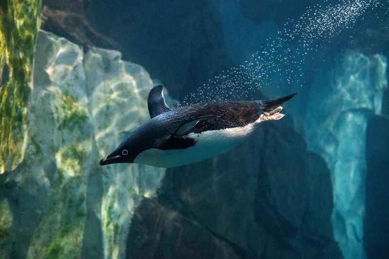 Antarctic krill are small crustaceans that live by the billions in Antarctic waters, and are one of the main sources of food for penguins.