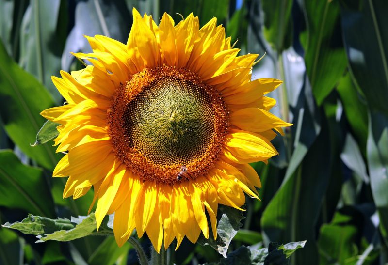 Lecithin sourced from sunflower seeds is a popular alternative to soybean lecithin, which is often genetically modified.