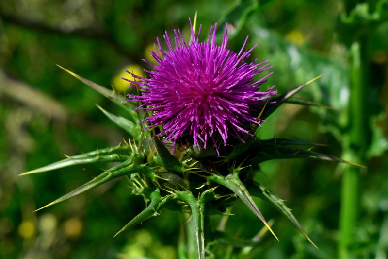 The milk thistle plant is easily distinguishable, both when seen and when accidentally stepped on. The milk thistle plant is easily distinguishable, both when seen and when accidentally stepped on.