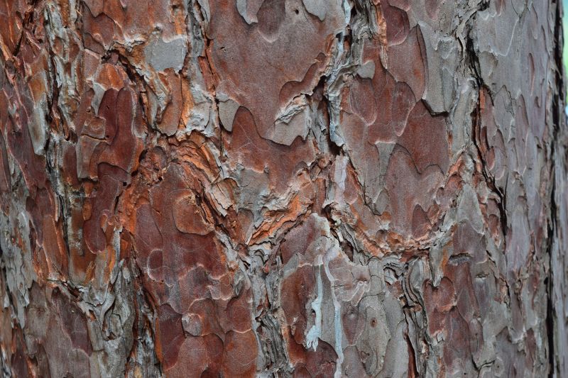Pine bark extract is sourced from the bark of the pinus pinaster pine tree, native to the Mediterranean. Pine bark extract is sourced from the bark of the pinus pinaster pine tree, native to the Mediterranean.