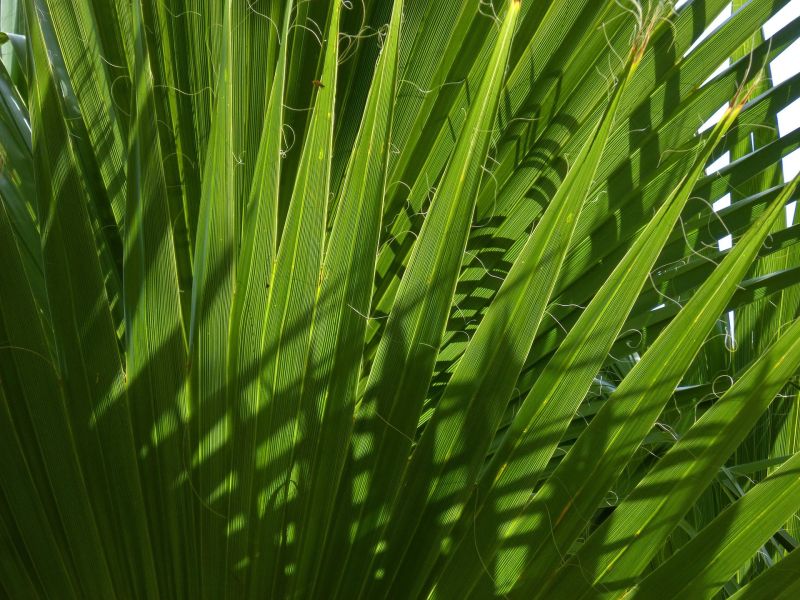 Saw palmetto extract has been found to be beneficial for treating several aspects of men's health, including benign prostate hyperplasia (BPH) and hair loss. Saw palmetto extract has been found to be beneficial for treating several aspects of men's health, including benign prostate hyperplasia (BPH) and hair loss.