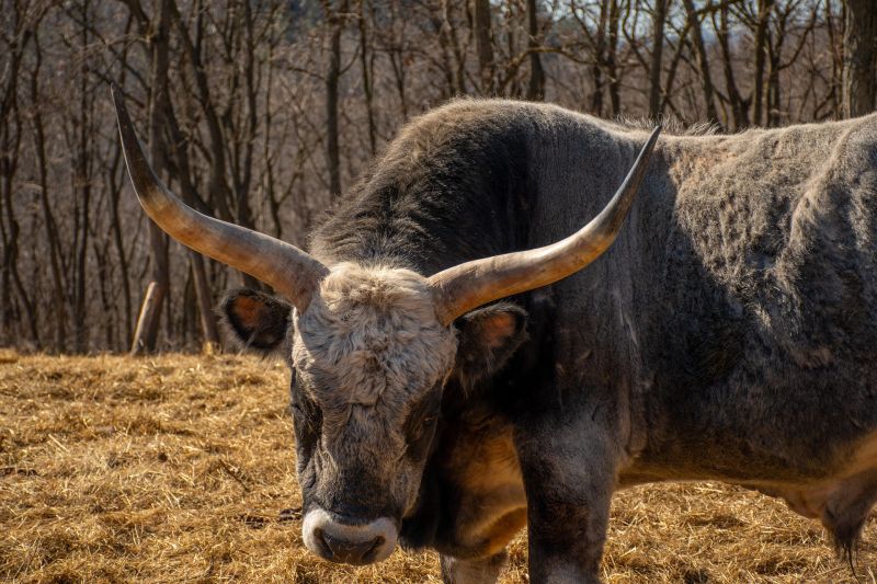 Taurine's name is derived from the Greek or Latin word for bull or ox, as it was first discovered in ox bile. Taurine's name is derived from the Greek or Latin word for bull or ox, as it was first discovered in ox bile.