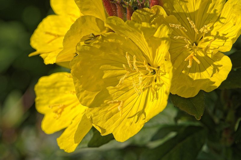 The flower of the evening primrose plant is named for its ability to abruptly bloom in the early evening during the summer. The flower of the evening primrose plant is named for its ability to abruptly bloom in the early evening during the summer.