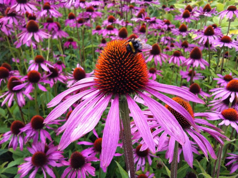 The name echinacea is derived from the Greek word for hedgehog, due to the distinct spikes in the flower head. The name echinacea is derived from the Greek word for hedgehog, due to the distinct spikes in the flower head.