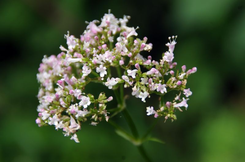The roots of the valerian plant have been used for centuries to treat sleep disorders. The roots of the valerian plant have been used for centuries to treat sleep disorders.
