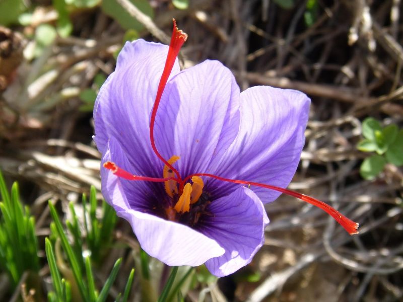 Saffron is produced by carefully harvesting the stigmas and styles of the crocus sativus flower by hand. Saffron is produced by carefully harvesting the stigmas and styles of the crocus sativus flower by hand.