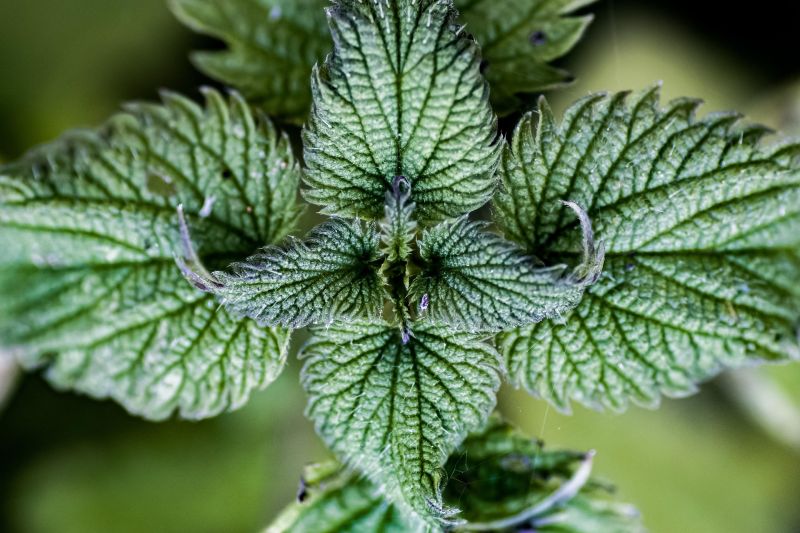 The stinging mechanism of the nettle is achieved by hundreds of tiny bristling needles that inject histamine and other irritants upon contact.