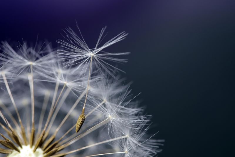 We are perhaps most familiar with the dandelion's distinctive spherical seedhead, which allows the seeds to disperse easily in the wind, or alternatively, offer children a fleeting moment of entertainment. We are perhaps most familiar with the dandelion's distinctive spherical seedhead, which allows the seeds to disperse easily in the wind, or alternatively, offer children a fleeting moment of entertainment.